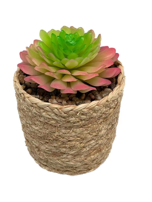 Plant in Pot